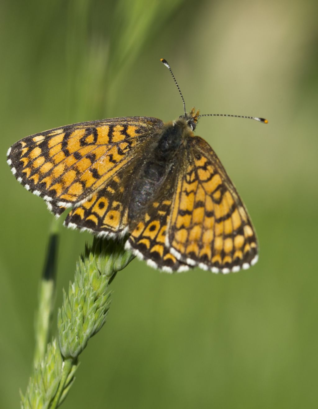 Conferma Melitaea cinxia